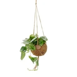 Kokodama Pictus Polscisil - Epipremnum