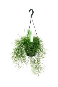 Rhipsalis Cassutha - Koraalcactus