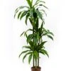 Dracaena Arturo - Drakenbloedboom -Planten Series 1DRAR3S20 9