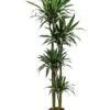 Dracaena Deremensis - Drakenbloedboom -Planten Series 1DRDE4S10 3