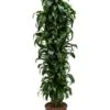 Dracaena Dorado - Drakenbloedboom -Planten Series 1DRDOVT30 8