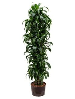 Dracaena Dorado - Drakenbloedboom