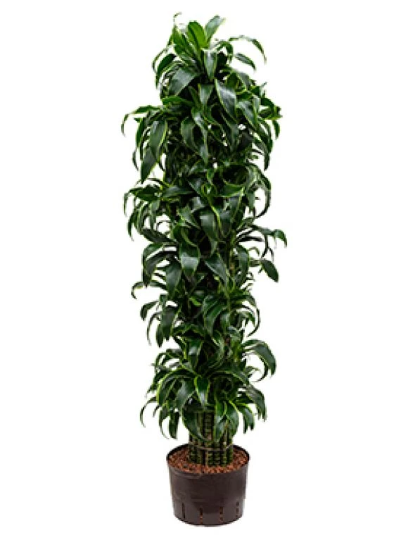 Dracaena Dorado - Drakenbloedboom