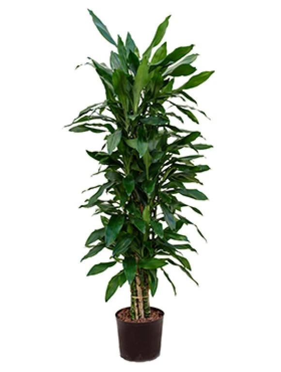 Dracaena Janet Lind - Drakenbloedboom