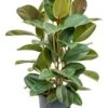 Ficus Elastica Robusta - Rubberplant -Planten Series 1FIER3T05 8
