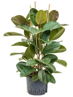 Ficus Elastica Robusta - Rubberplant