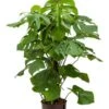 Philodendron Monstera - Gatenplant 1 Philodendron Monstera - Gatenplant -Planten Series 1MODEMK30