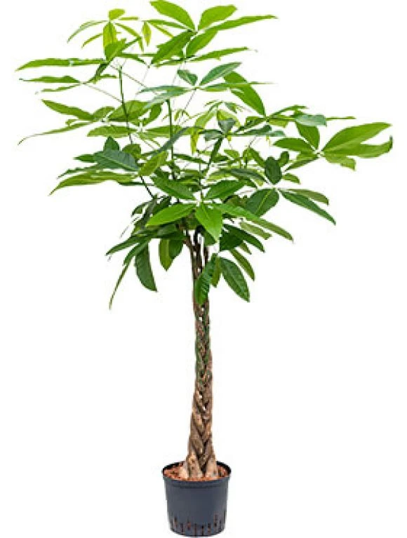 Pachira Aquatica - Geldboom