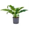 Philodendron Narrow -Planten Series 1PHNABU06 6