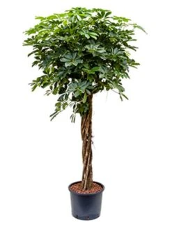 Schefflera Arboricola