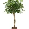 Schefflera Arboricola - Vingersboom -Planten Series 1SCARTW08 7