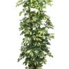 Schefflera Gold Capella - Vingersboom -Planten Series 1SCGC5T05 7