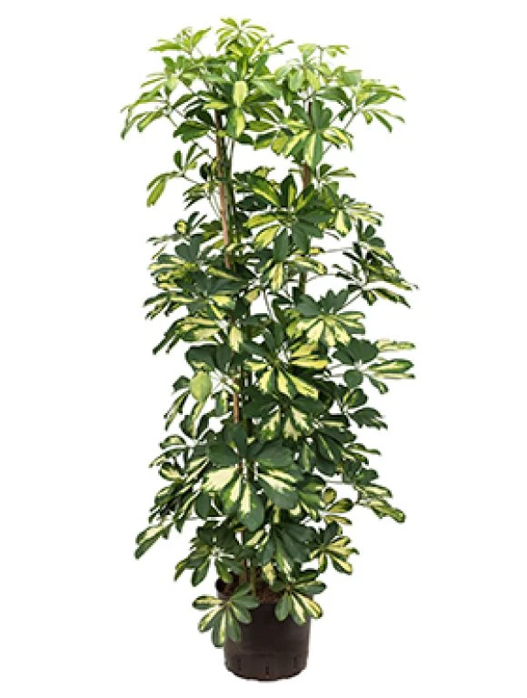 Schefflera Gold Capella - Vingersboom 3 Schefflera Gold Capella - Vingersboom