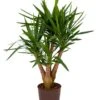 Yucca - Palmlelie -Planten Series 1YUCCVT20 12
