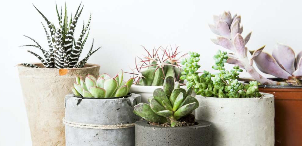 Planten Series 3 Planten Series -Planten Series 2