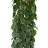 Philodendron Scandens -Planten Series 2df17f6b a2f5 4acd 8f9f 98e94a1cf9ac