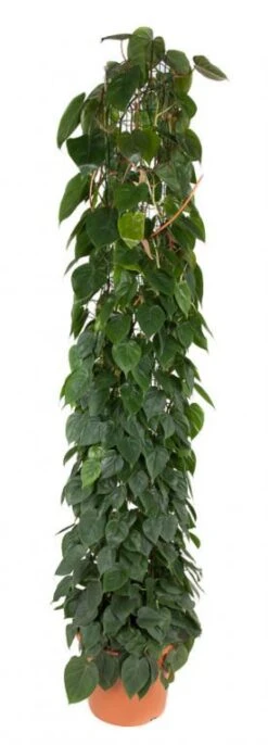 Philodendron Scandens