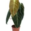 Philodendron Melanochrysum 2 Philodendron Melanochrysum -Planten Series 41d4783f ab28 4711 9625 d3846ab64384 1