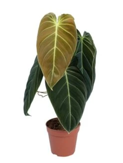 Philodendron Melanochrysum