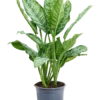 Aglaonema 'Chantal' - Chinese Evergreen 2 Aglaonema 'Chantal' - Chinese Evergreen -Planten Series 4AGCHBU24