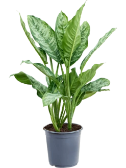 Aglaonema 'Chantal' - Chinese Evergreen