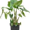 Alocasia Zebrina - Olifantsoor -Planten Series 4ALZEBU11