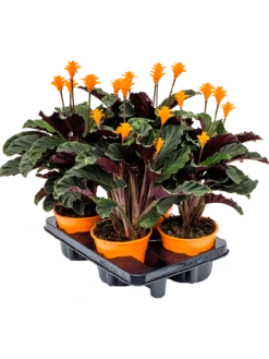 Calathea Crocata - Pauwenplant -Planten Series 4CACRBP05