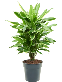 Dracaena Fragrans 'Golden Coast' - Drakenbloedboom