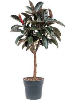 Ficus Elastica 'Abidjan' - Rubberboom