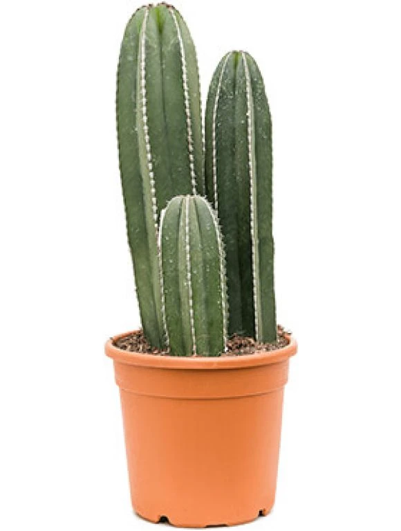 Marginatocereus Marginatus - Zuilcactus