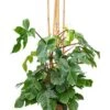 Philodendron Squamiferum -Planten Series 4PHSQPY40