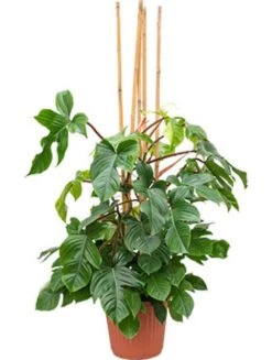 Philodendron Squamiferum