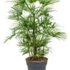 Rhapis Humilis - Stokpalm -Planten Series 4RHHUBU27 1