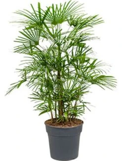 Rhapis Humilis - Stokpalm