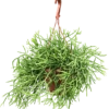Rhipsalis Heteroclada - Koraalcactus -Planten Series 4RHIHHA17