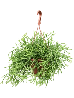 Rhipsalis Heteroclada - Koraalcactus