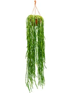 Rhipsalis Paradoxa - Koraalcactus