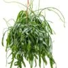 Rhipsalis Ramaloris - Koraalcactus -Planten Series 4RHRAHA20