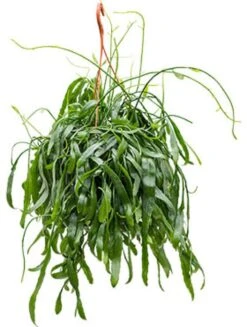 Rhipsalis Ramaloris - Koraalcactus
