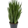 Sansevieria Kirkii - Vrouwentong -Planten Series 4SAKIBU28 12