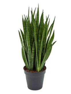 Sansevieria Kirkii - Vrouwentong