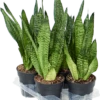 Sansevieria Trifasciata 'Robusta' - Vrouwentong -Planten Series 4SAROTU15
