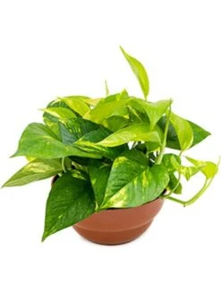 Scindapsus (Epipremnum) 'Aureum' - Epipremnum