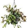 Aeschynanthus Marmoratus - Lipstickplant -Planten Series 4aemaha18 1