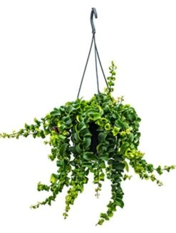 Aeschynanthus Rasta - Lipstickplant