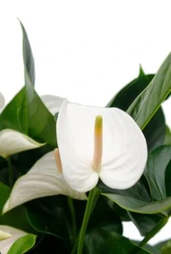 Witte Anthurium - Flamingoplant -Planten Series 4ananbp50 2 1