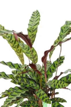 Calathea Insignis - Pauwenplant -Planten Series 4calibp17 1