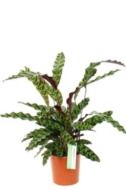Calathea Insignis - Pauwenplant