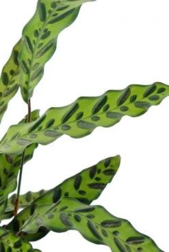 Calathea Insignis - Pauwenplant -Planten Series 4calibp17 3