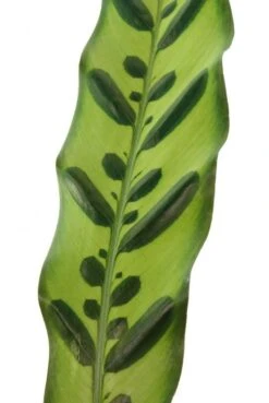 Calathea Insignis - Pauwenplant -Planten Series 4calibp17 4